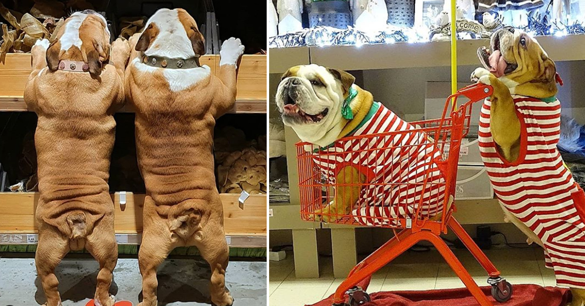Mr. Nelson e Miss Pretty Rose, la coppia di Bulldog che fa impazzire il web (video)