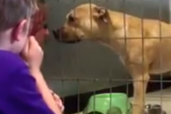 Nala, il Pitbull che è riuscito a ritrovare la felicità grazie ad un bambino di 7 anni (video)