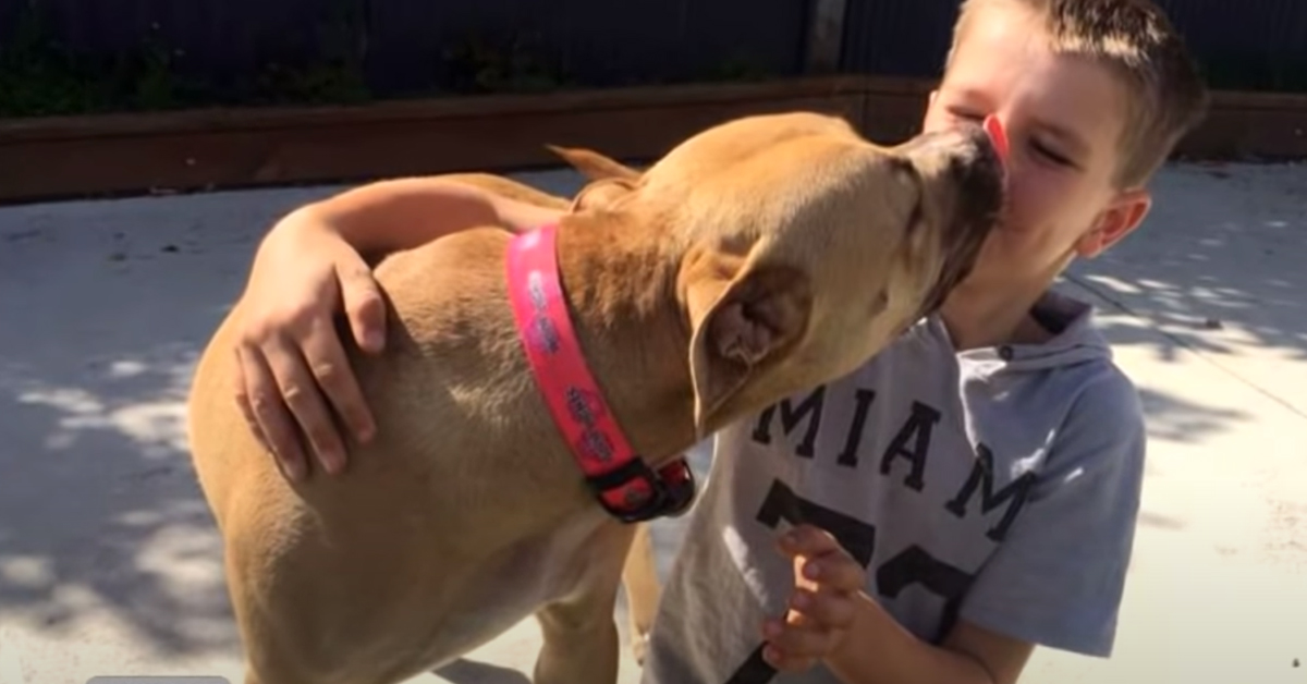 Nala, il Pitbull che è riuscito a ritrovare la felicità grazie ad un bambino di 7 anni (video)