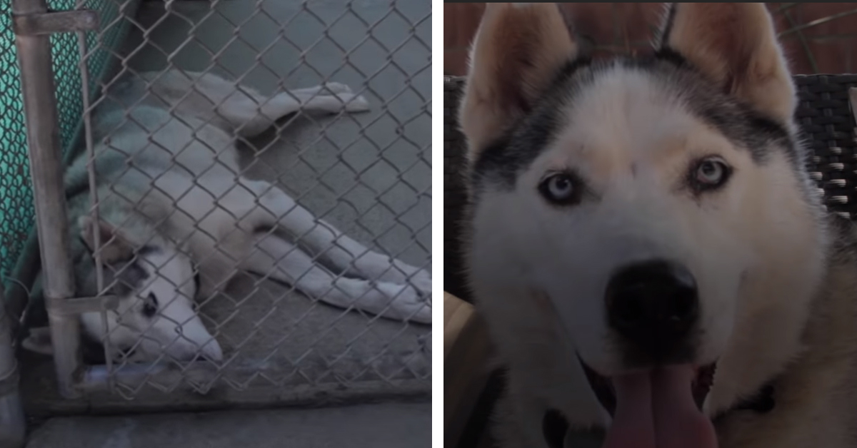 Nate, l’Husky destinato agli esperimenti che dopo il salvataggio ha avuto la sua rinascita (video)