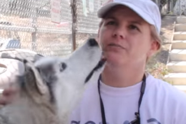 Husky con il proprietario