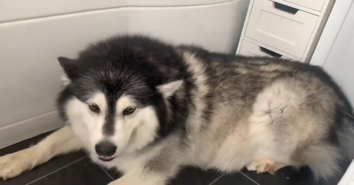 Niko il cane che insegna alla sua sorellina come lavarsi i denti(VIDEO)