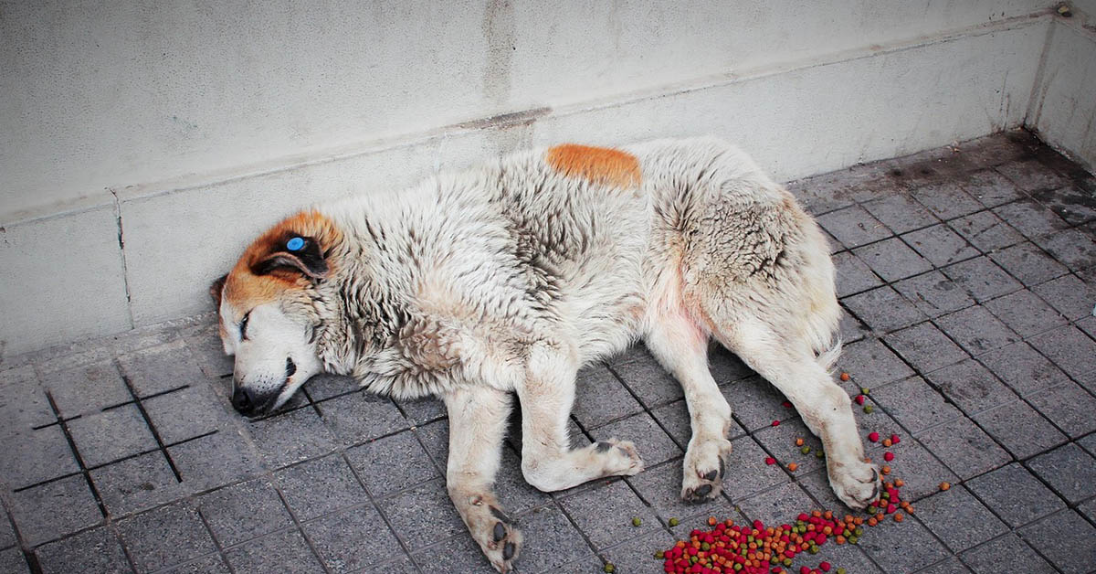 Nutrizione parenterale nel cane: cos’è, a cosa serve e cosa sapere