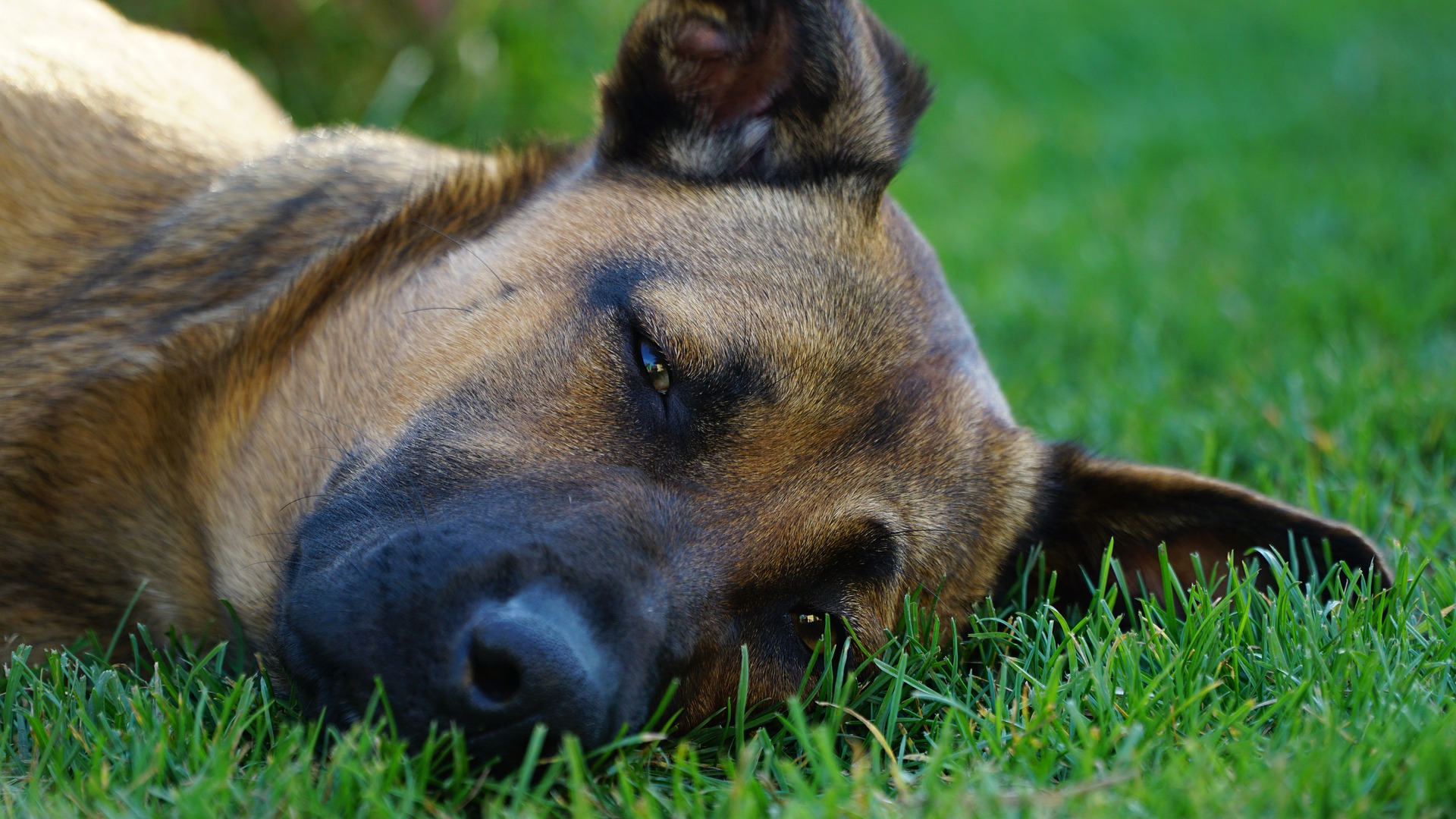 Nutrizione parenterale nel cane