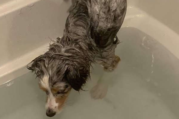 cane che fa il bagno