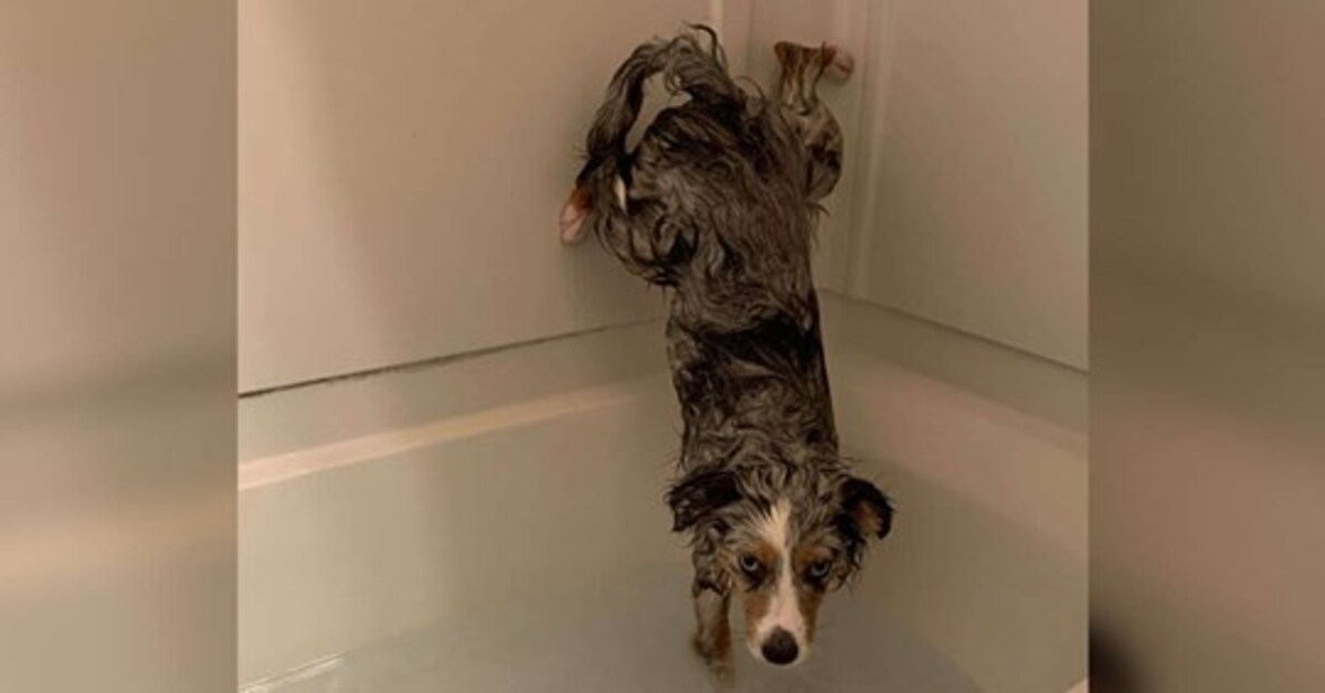 Oaken, il cagnolino che fa di tutto per non bagnarsi il sedere quando fa il bagno