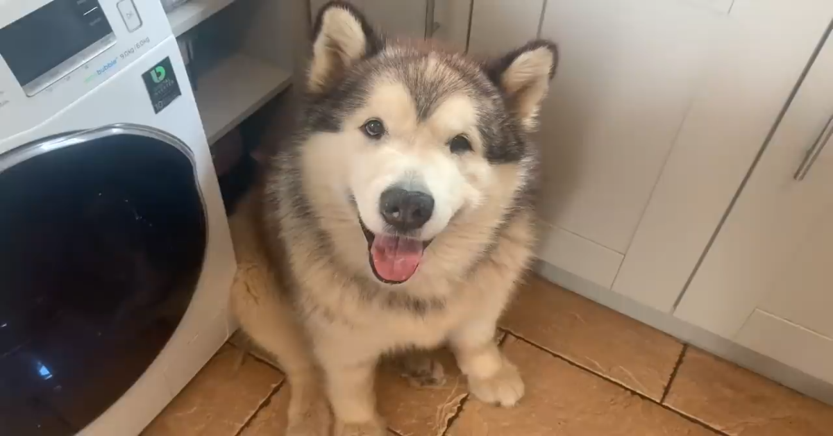 Phil, cane che odia il bagno riesce a farsi lavare grazie ad un aiuto(VIDEO)