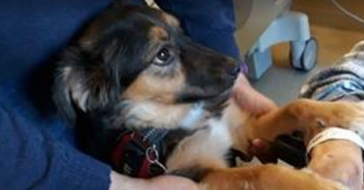 Phoebe, il cagnolino che a Firenze ha aiutato il suo proprietario dopo un ictus