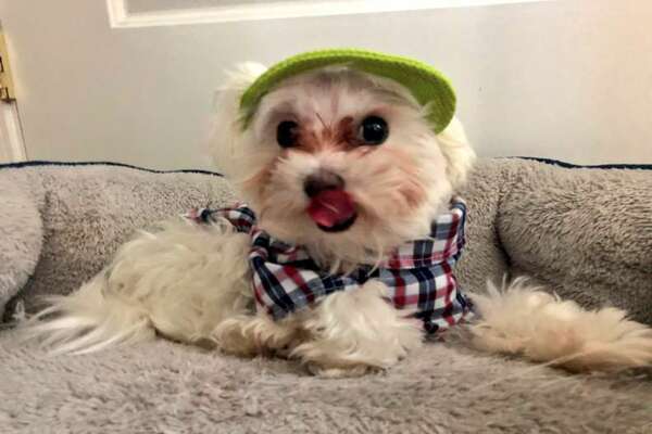 cagnolino con cappello