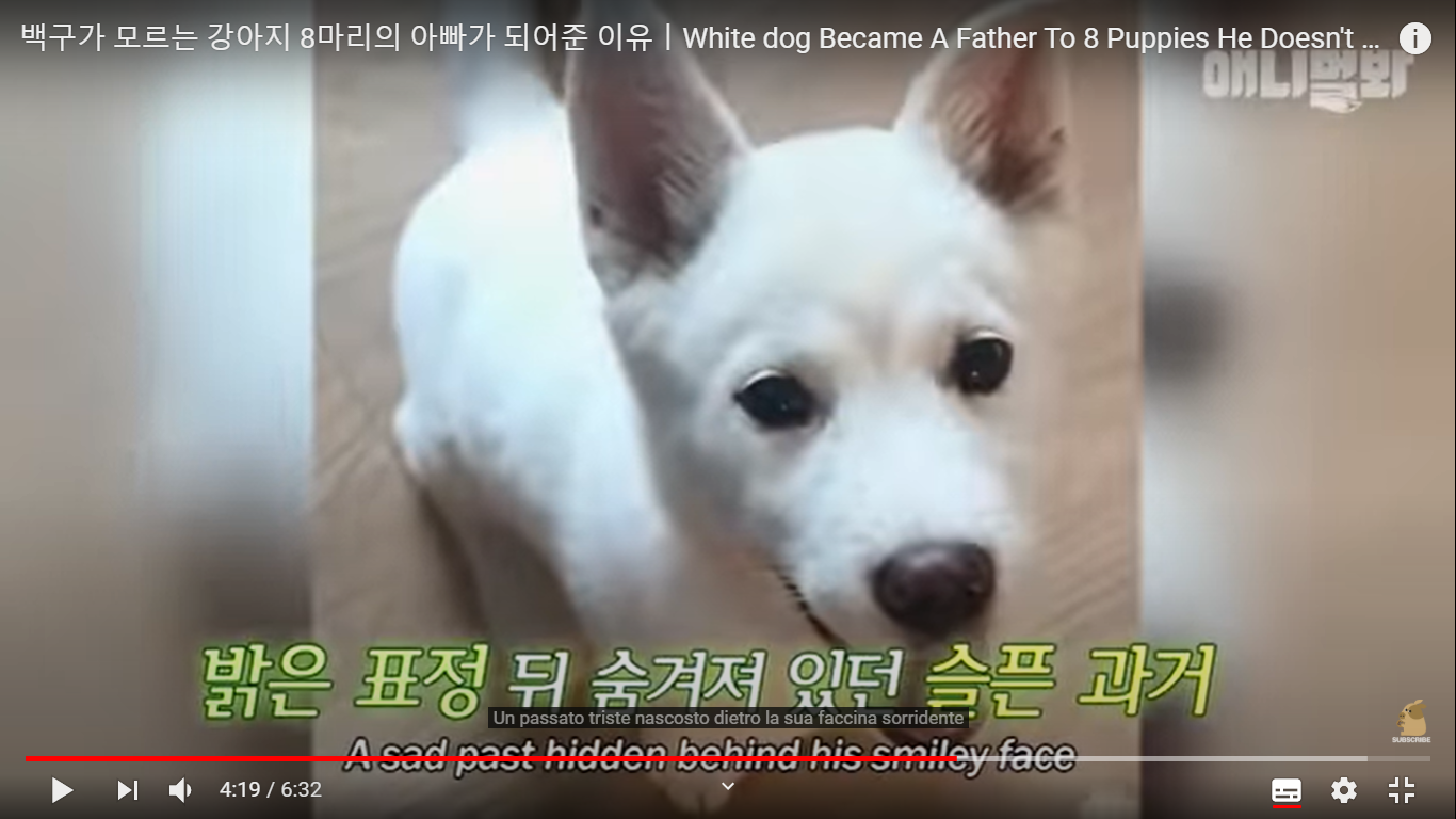 Poong il cane adotta dei cuccioli bellissimi e bianchi come lui(VIDEO)