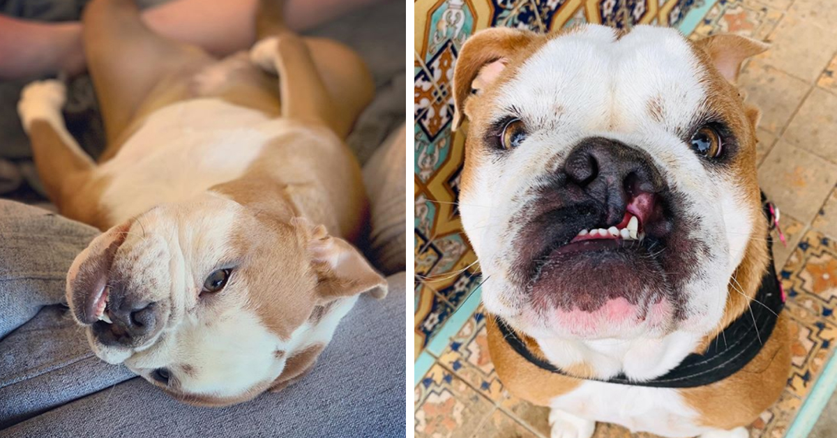 Quincy, il cucciolo di Bulldog scampato all’eutanasia che oggi è felice (video)