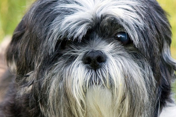 Cagnolino che osserva