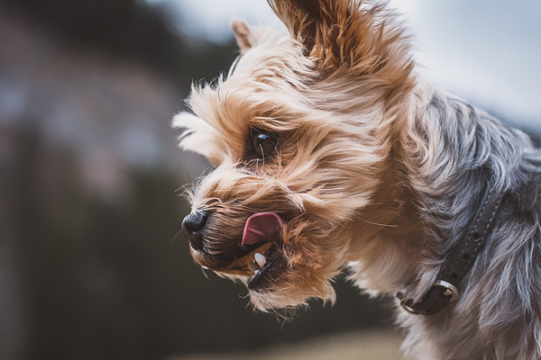 Cagnolino che osserva