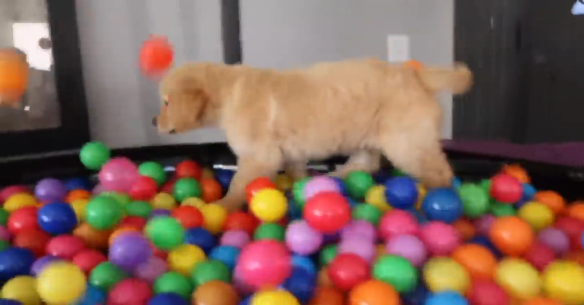 Sammie, il golden retriever fa per la prima volta il bagnetto(VIDEO)