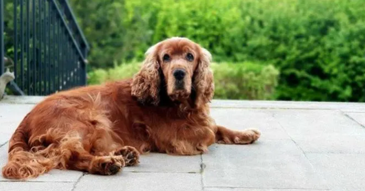 Sassuolo, cane chiuso in balcone salvato tra gli insulti e le minacce della padrona
