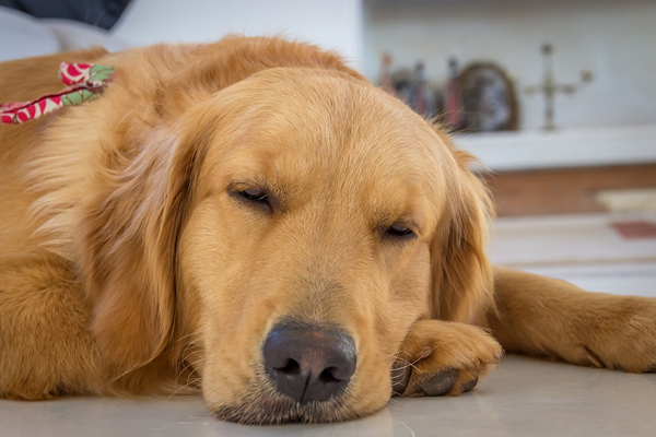 Labrador che dorme