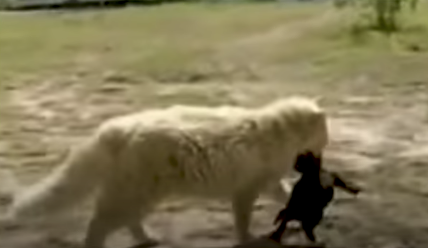 Cucciolo di cane rapito