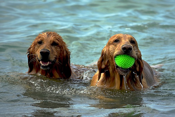 Proteggere i cani dal colpo di calore