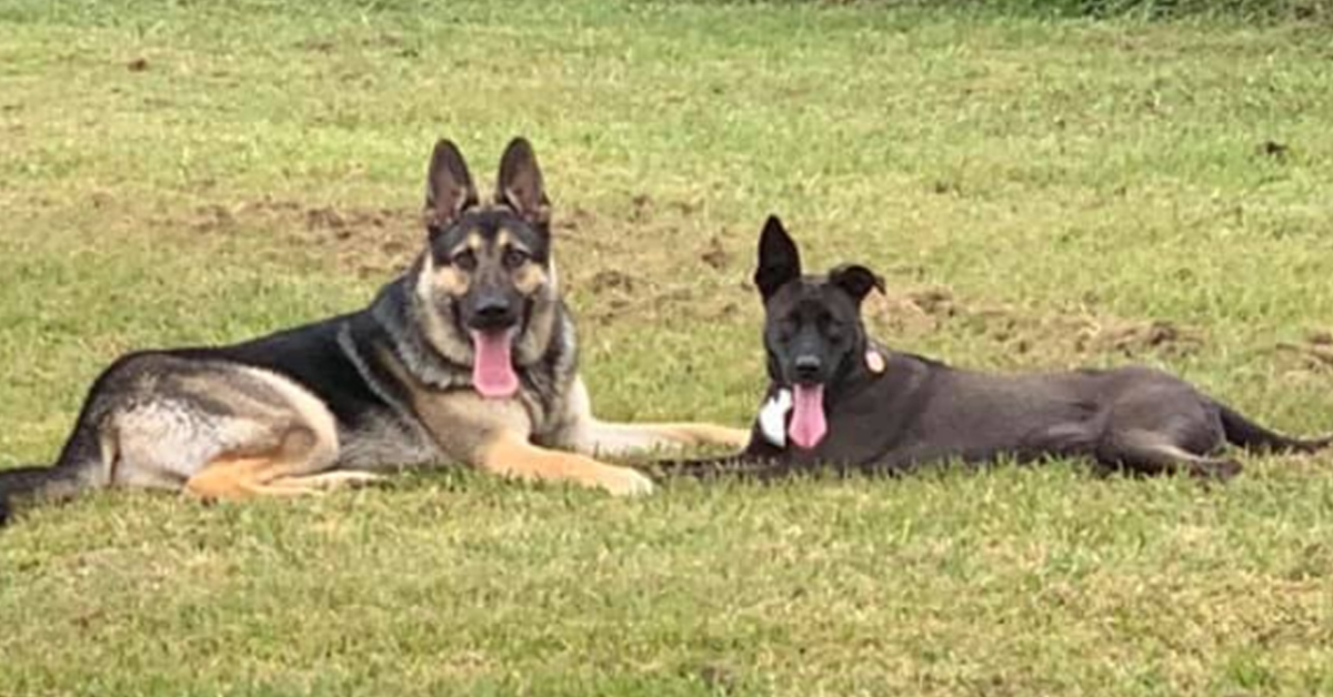 Shep e Bailey, i due cagnolini pronti a tutto pur di stare insieme