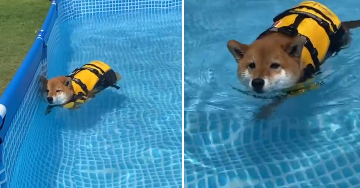 Simpatico Shiba Inu impara a nuotare e il video conquista il web