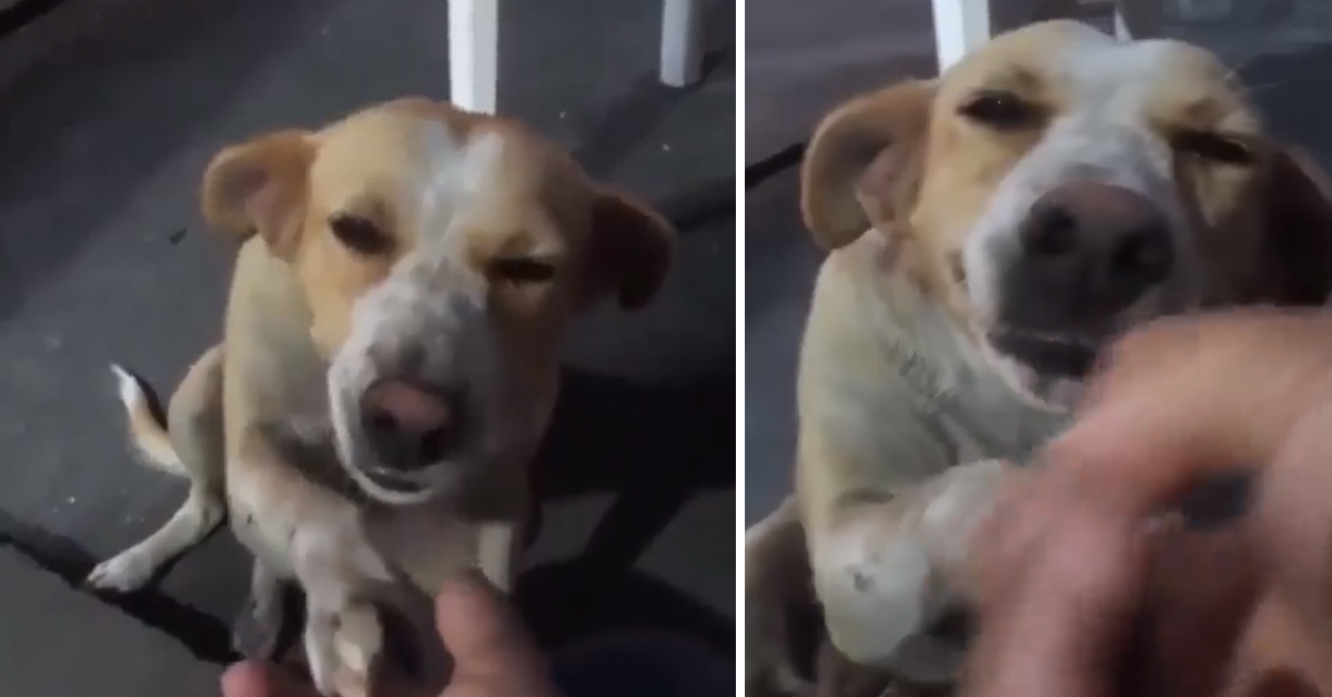 Tende la mano ad un cane randagio e la sua reazione commuove il web (video)