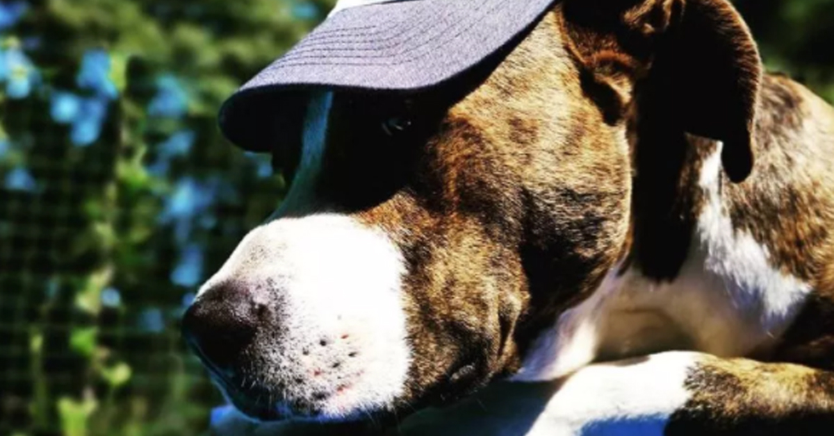 Tigro, il Pitbull che ha salvato il proprietario colto da infarto