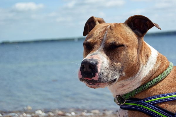 Pitbull al mare