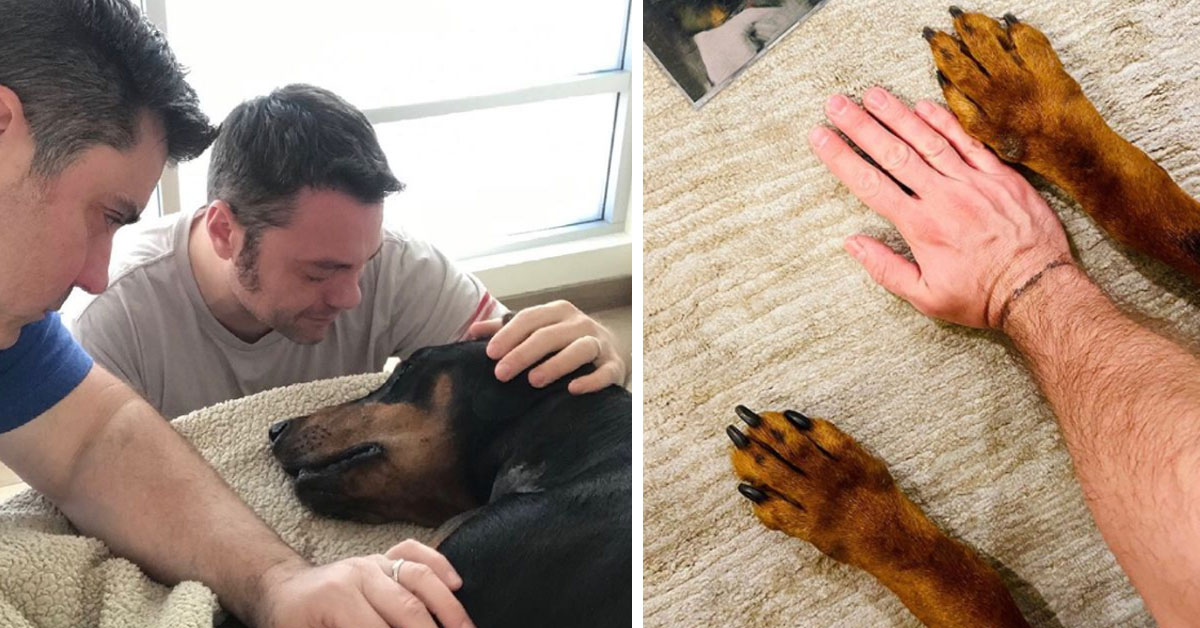 Tiziano Ferro dice addio al suo cane Beau e lancia un appello: “Adottate i cani adulti”