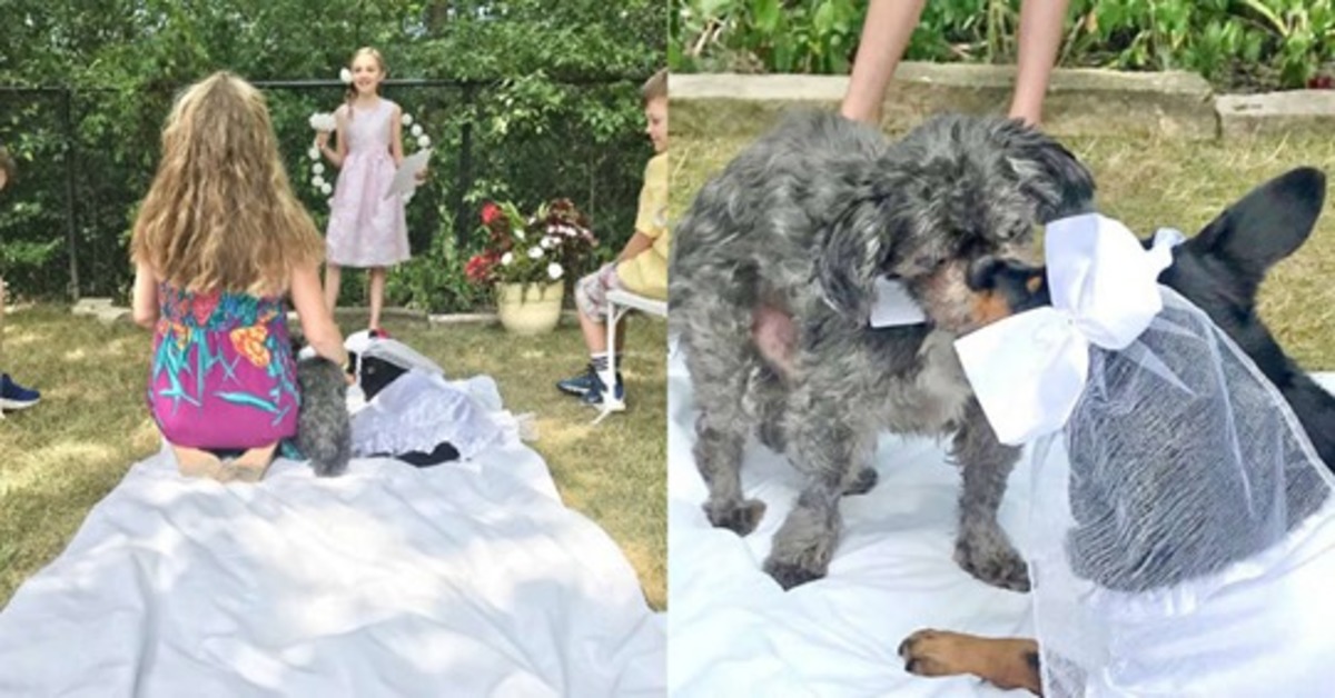 Toby, il cagnolino a cui è stato organizzato un bellissimo matrimonio