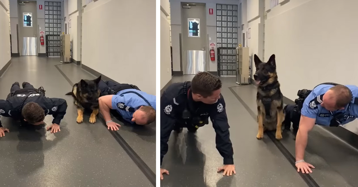 Whiskey, il cane poliziotto che fa le flessioni per una buona causa (video)