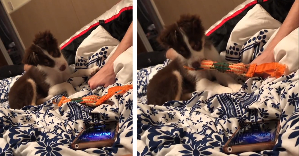 Winston, il cucciolo che ha imparato a spegnere la sveglia dei suoi proprietari (video)