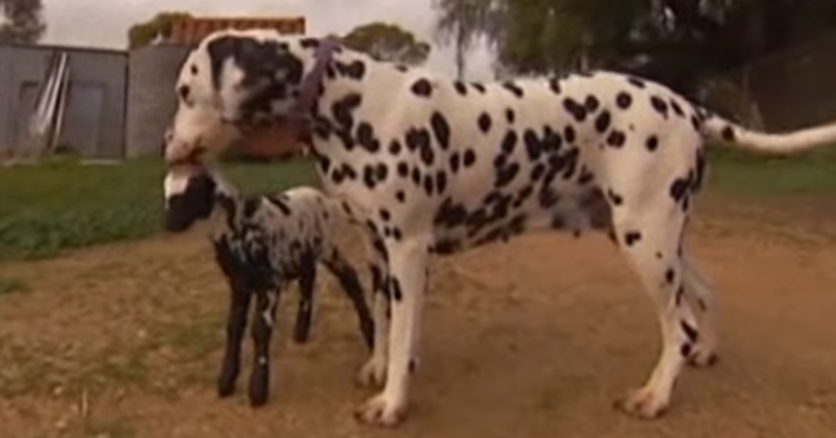 Zoe, il Dalmata che ha deciso di adottare un agnellino abbandonato dalla madre (video)