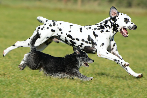 Due cani che corrono in un prato