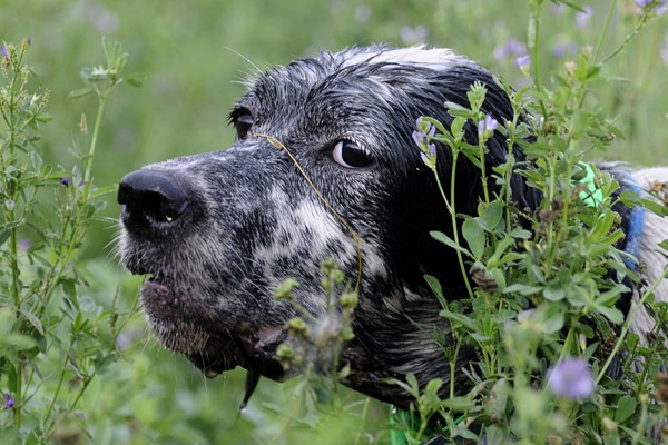 sguardo del cane