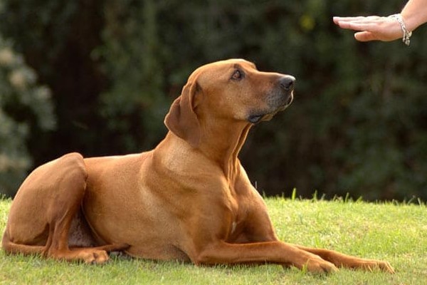 insegnare i comandi al cane