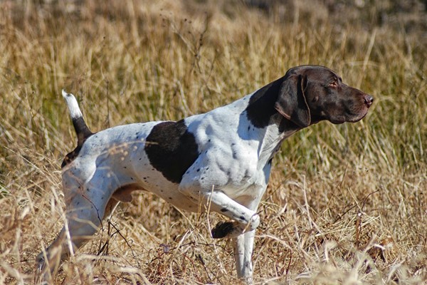 pointer inglese che punta la preda