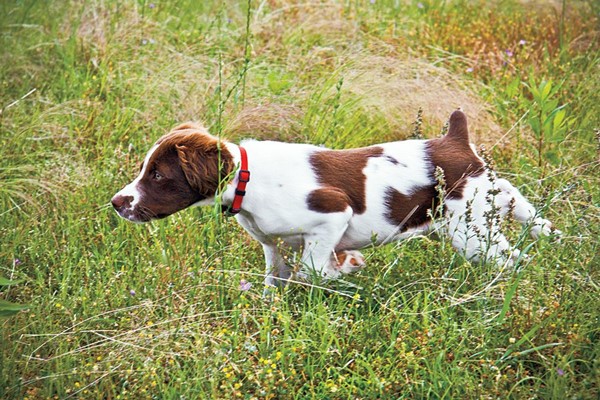 cucciolo di spaniel