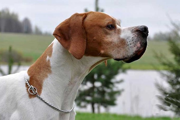 sguardo fiero del cane