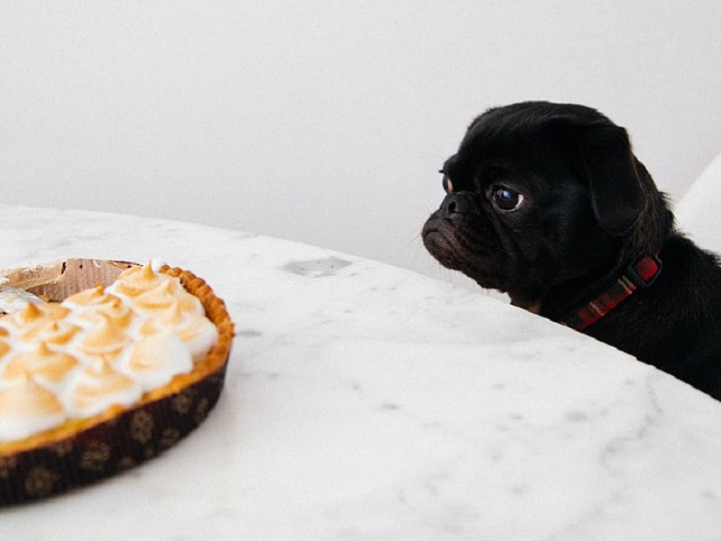 un carlino nero fissa una torta posta su un tavolo