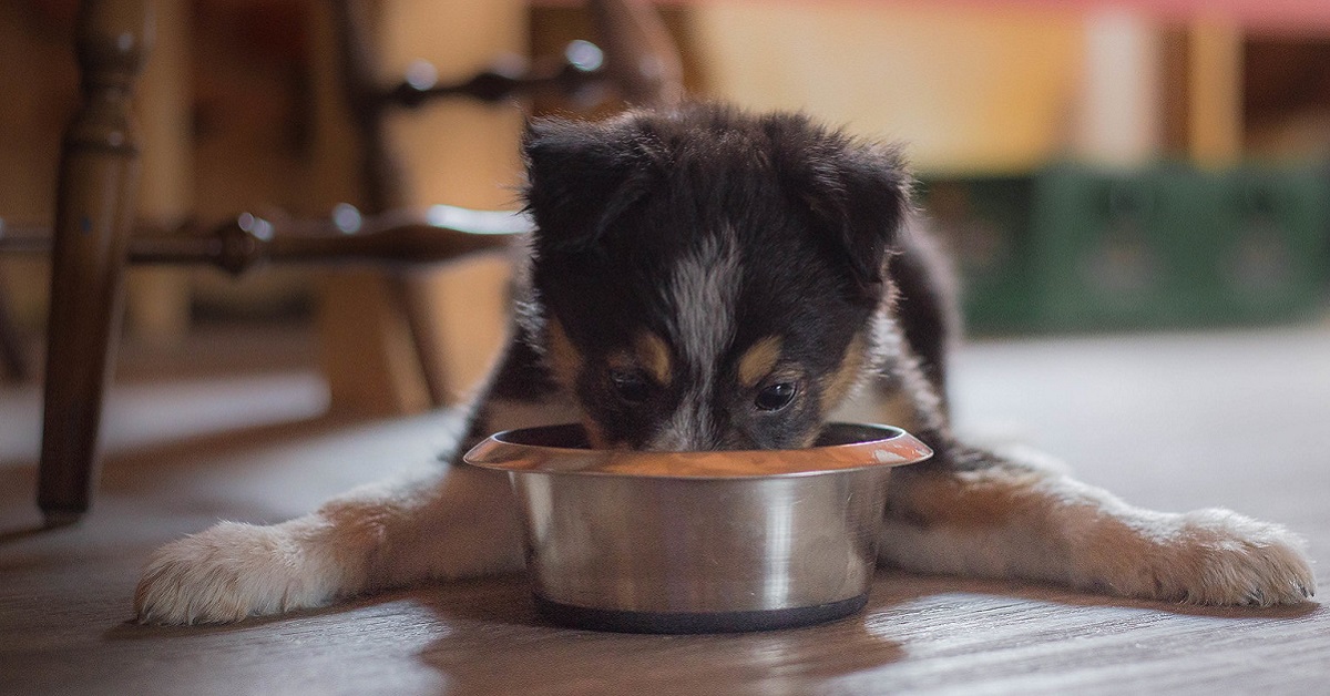 un cane intento a mangiare dalla sua ciotola