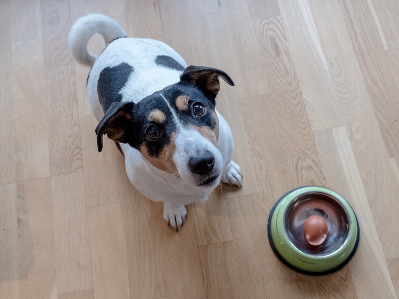 cane seduto per terra accanto a una ciotola contenente un uovo