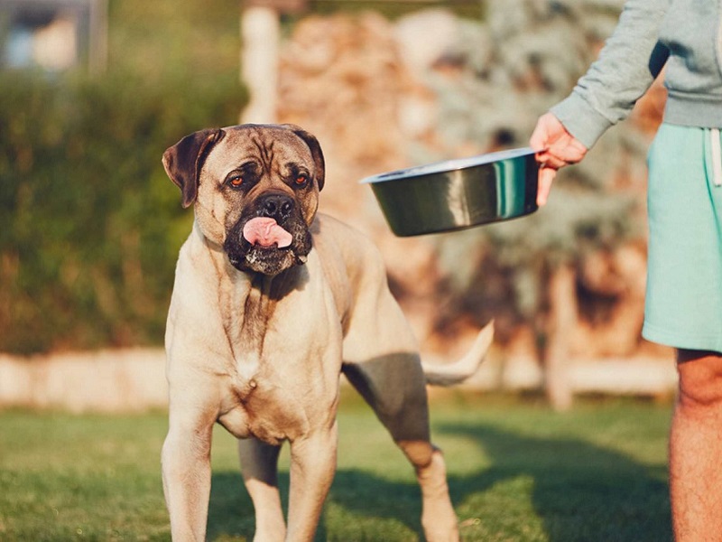 un cane di grossa taglia si appresta a mangiare