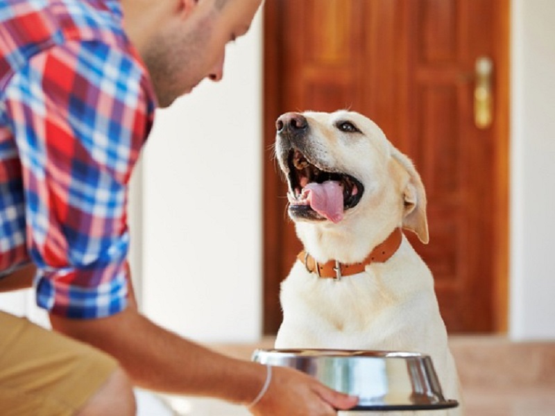 cane guarda il padrone che gli serve il cibo