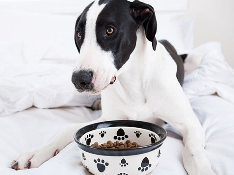 cane bianco e nero con davanti una ciotola di croccantini