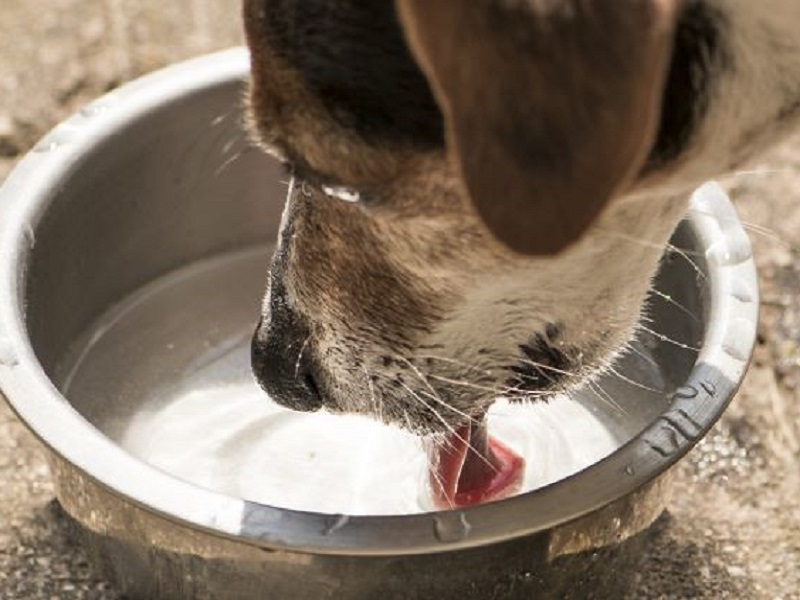 un cane si abbevera da una ciotola di metallo