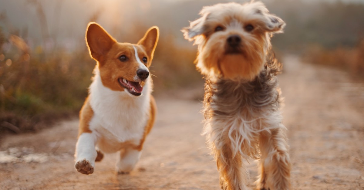 Alimentazione cane: Barf, industriale o naturale? Quale scegliere