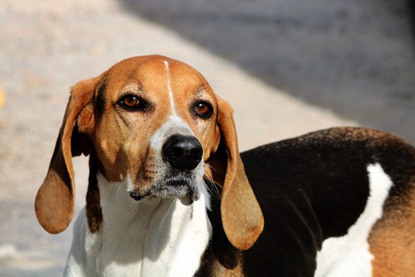 muso dolce del cane