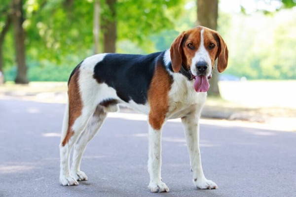 esemplare di american foxhound