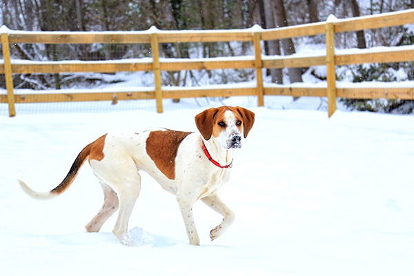 cane che gioca sulla neve