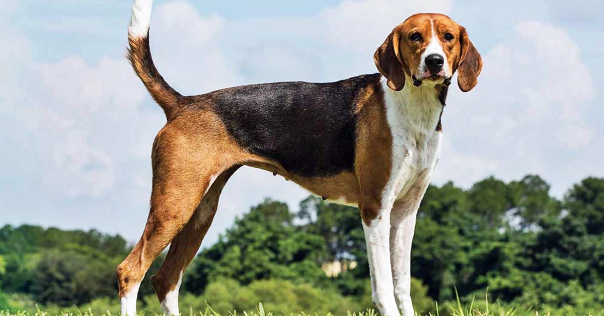 American Foxhound, a chi è adatto? Ecco chi è il suo padrone ideale